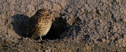 A small owl with squinted yellow eyes stands on the ground beside its burrow. 