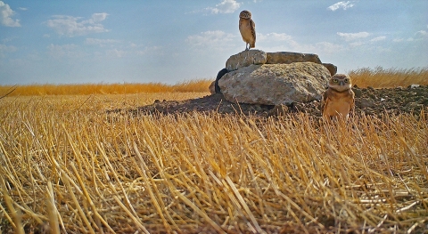 Two owls in a field, one sitting on a rock