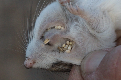 a lower view of the head of a giant kangaroo rat. seeds are visible filling his cheek pouches. 