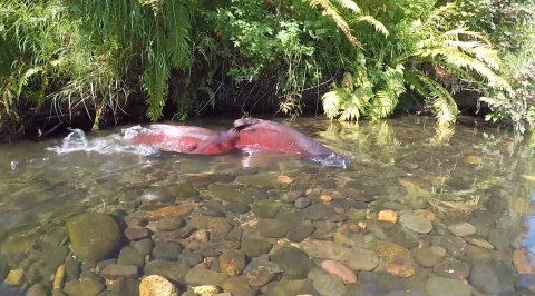 2 spawning chinook salmon migrating upstream