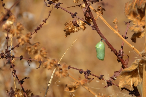 A bright green monarch chrysalis hangs from a dry milkweed plant