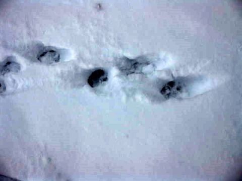 Paw prints in the snow are those of a coyote.
