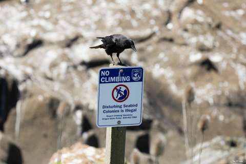 A crow perches atop a blue and white regulatory sign which says "No Climbing - disturbing seabird colonies is illegal"
