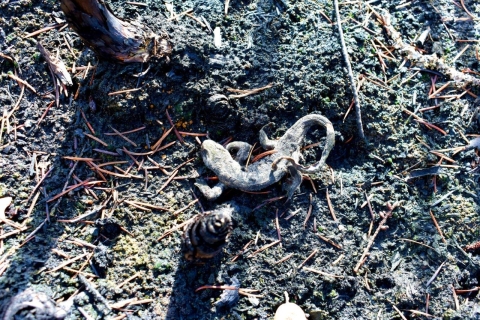 The charred remains of a salamander lie in blackened soil.