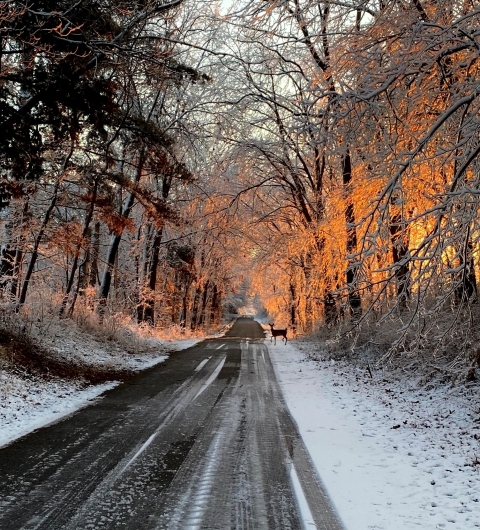 winter landscape of deer crossing a road at sunrise