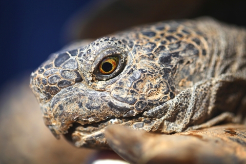closeup of desert tortoise's face side profile