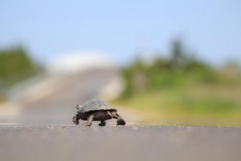 A turtle walks down the center of a street
