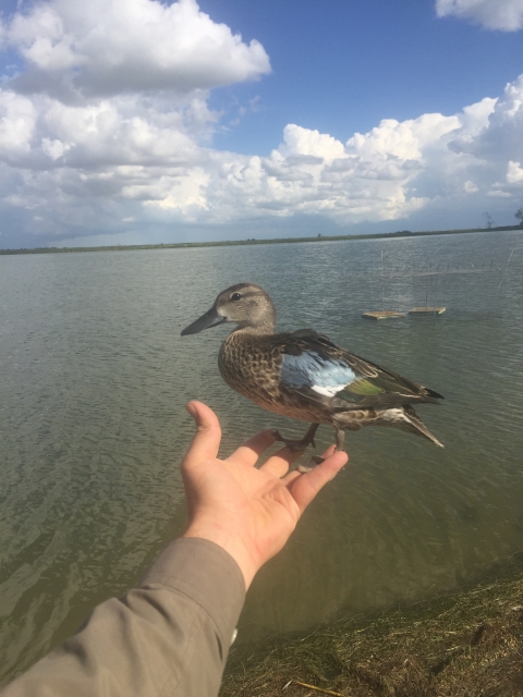 a brown duck with blue and green patches on its wings stands delicately on a biologist's hand after getting banded
