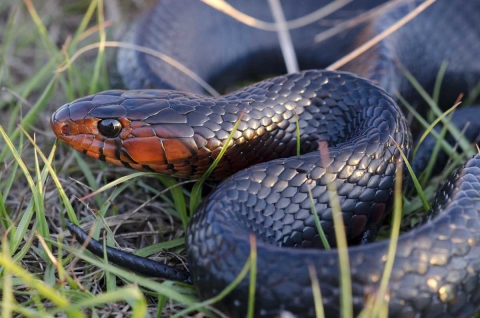 A jet black, scaly snake with a burnt orange colored face curled up in some grass