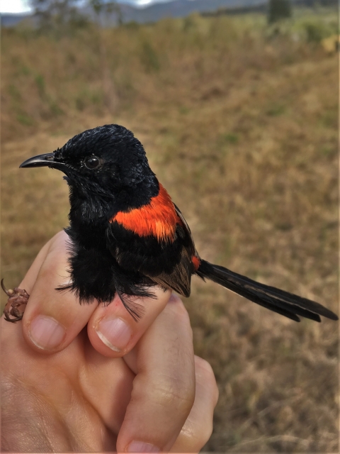 A small black bird with red feathers along its back.