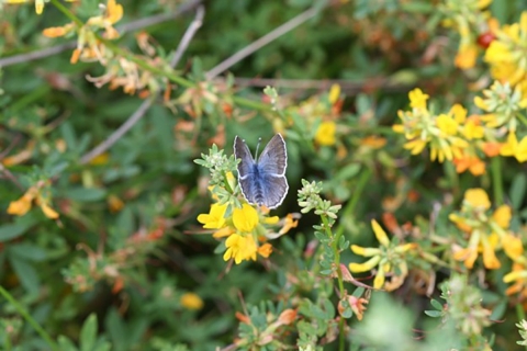 blue butterfly sits on yellow flower