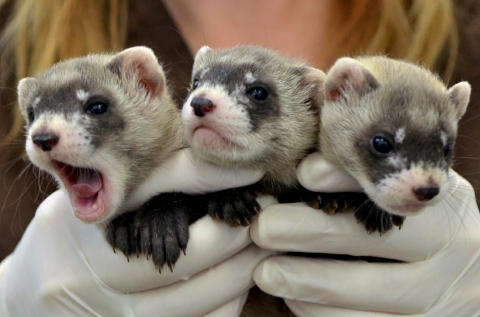 A gloved employee holds three black-footed ferret kits being raised at the National Black-footed Ferret Conservation Center in Colorado for reintroduction into the wild.