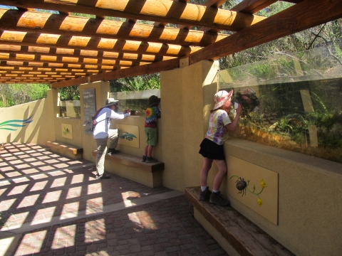 Visitors under an outdoor shade covering look through a window at a portion of a stream where endangered Moapa Dace swim by.