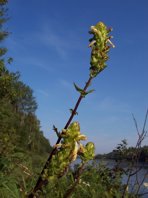 a tall plant along a river