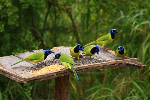 Several green birds with bluish heads feed at a platform feeder.