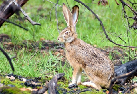 An alert jackrabbit sits with its large ears upright among charred wood and new grass growth.