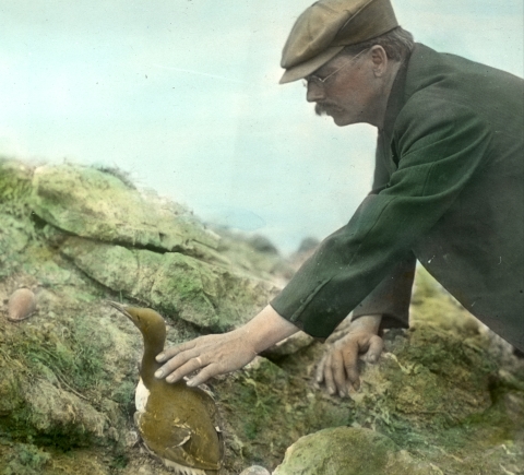 A hand-colored historical image of conservationist Herman Bohlman petting a nesting Common Murre atop Three Arch Rocks