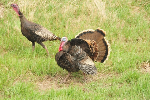 One young male turkey (a fat brown ground bird) walks in the grass while another spreads its tail feathers.