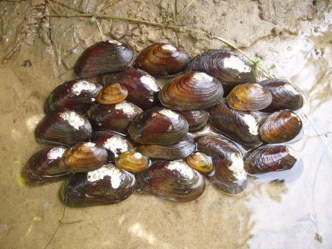A dozen or more orange mussels with a distinct point extruding from the center of it's shell
