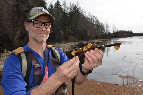 A man holds a reed with seven egg masses attached. Each is the size of a golf ball (an inch to inch and a half across).