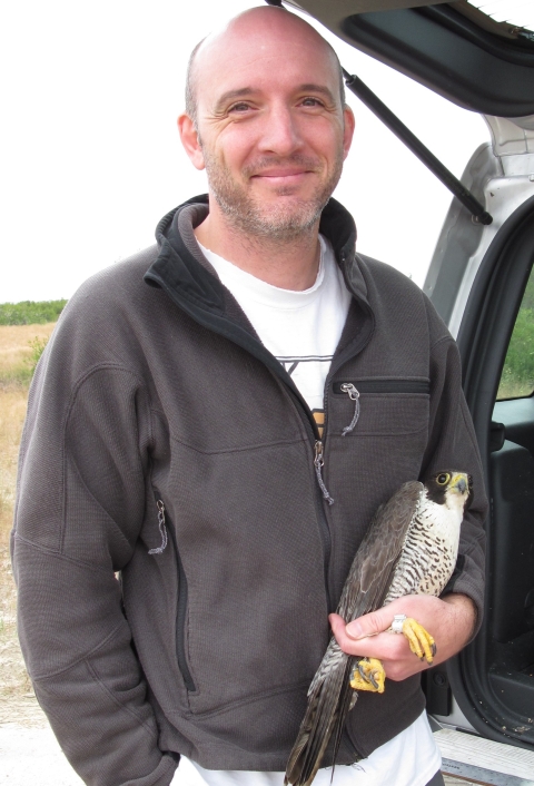 A person holding a peregrine falcon cradled between his arm and body.