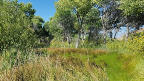 A restored riparian area along the Kern River consists of tall cottonwood trees and green, wetland grasses that sway in the wind.