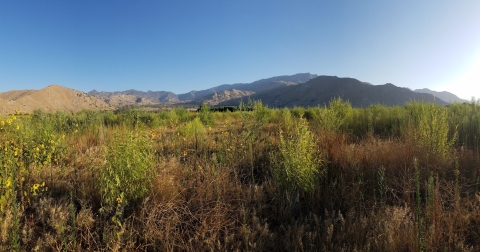 The Kern River floodplain has been restored with small cottonwood saplings and milkweed plants that are green against the blue sky and rolling mountains