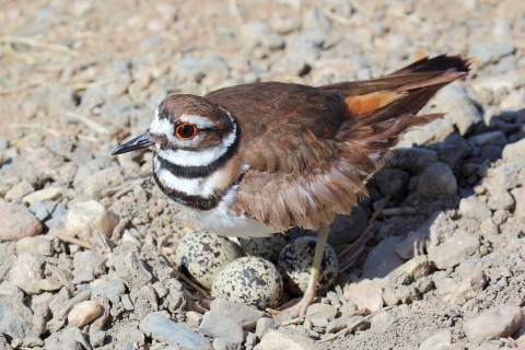 Brown bird with white underbelly and black markings standing over eggs on sand