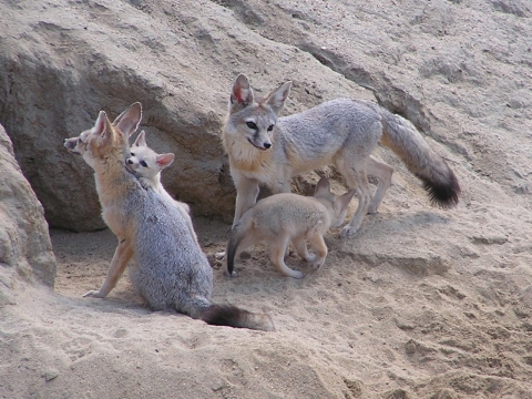 two adult kit foxes sit outside their rocky den with two kit fox pups