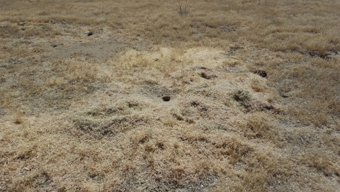 a dry landscape covered in dry grass is dotted with small rodent holes in the ground