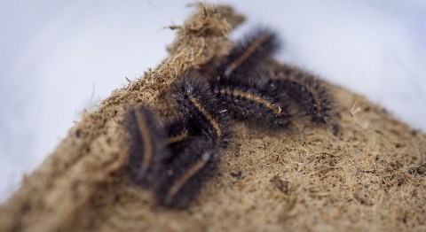 Closeup of several black caterpillars 
