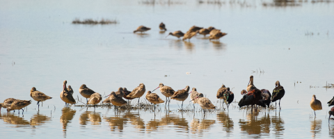 A group of wading birds with long, straight bills stand in shallow water. Their reflection appears in the water in front of them.