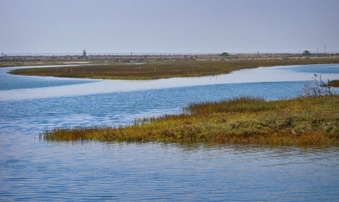 patches of green salt marsh land in bay