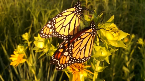 Orange and black monarch butterflies rest on yellow flowering plants.