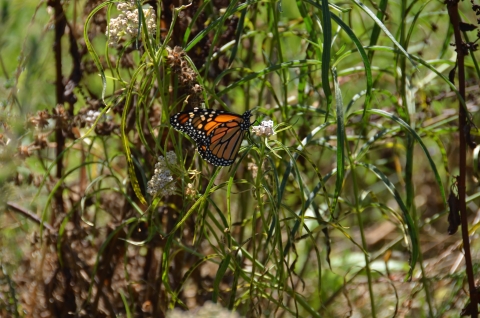 A monarch butterfly rests on a milkweed plant