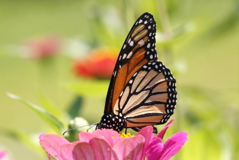 A monarch butterfly sips nectar from a bright pink flower