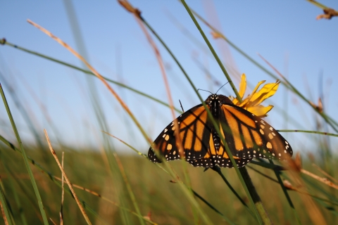 An orange and black monarch butterfly rests and feeds on a yellow flower at Chase Lake National Wildlife Refuge in North Dakota.