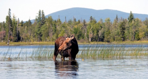 moose in water