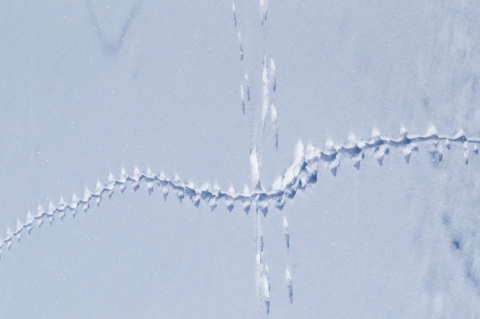 A line of animal tracks in the snow are those left by a muskrat.