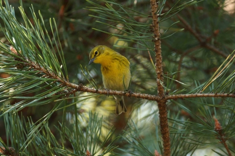 Pine warbler on an evergreen branch