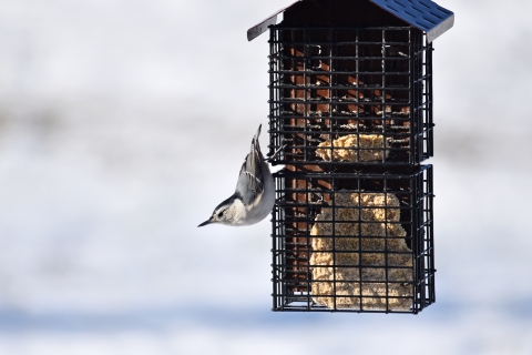 A small gray and white bird perched, head down, on a suet feeder in the winter