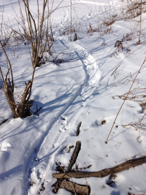 A wide trough in the snow shows where an otter was sliding.