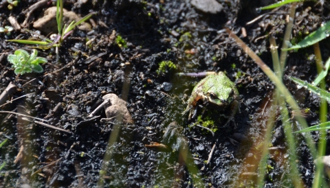 A small green frog sits on blackened soil. Some green plants begin to grow.