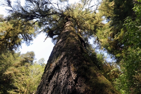 A huge coniferous tree viewed from the forest floor with a crown of green foliage