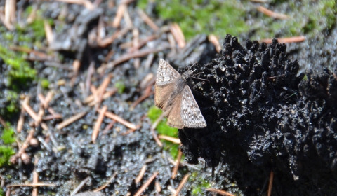 A small butterfly sits on the charred remains of a marsh plant root mass. Some green moss begins to grow nearby.