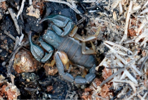 A scorpion rests on burnt soil.