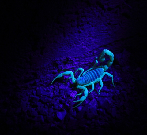 A scorpion glows turquoise and blue under ultraviolet light at Moapa Valley National Wildlife Refuge in Nevada.