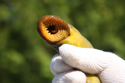 The mouth of a sea lamprey - a large oral sucking disk full of sharp, horn-shaped teeth--makes the animal an efficient killer of fish..