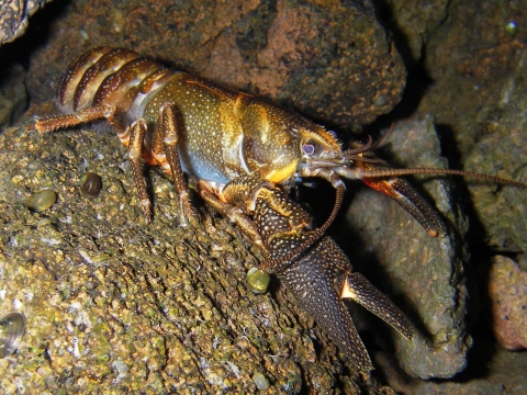 Underwater close up of a Shasta crayfish resting on a rock.