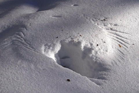 A large-winged bird leaves its impression in the snow.
